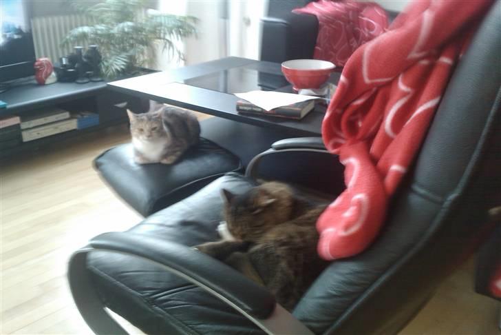 Blanding af racer Mille billede 10