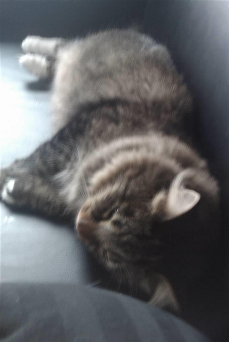 Blanding af racer sorteper billede 7