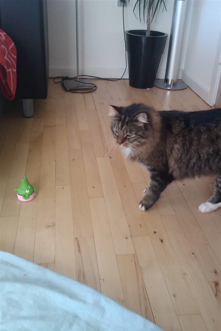 Blanding af racer sorteper billede 9