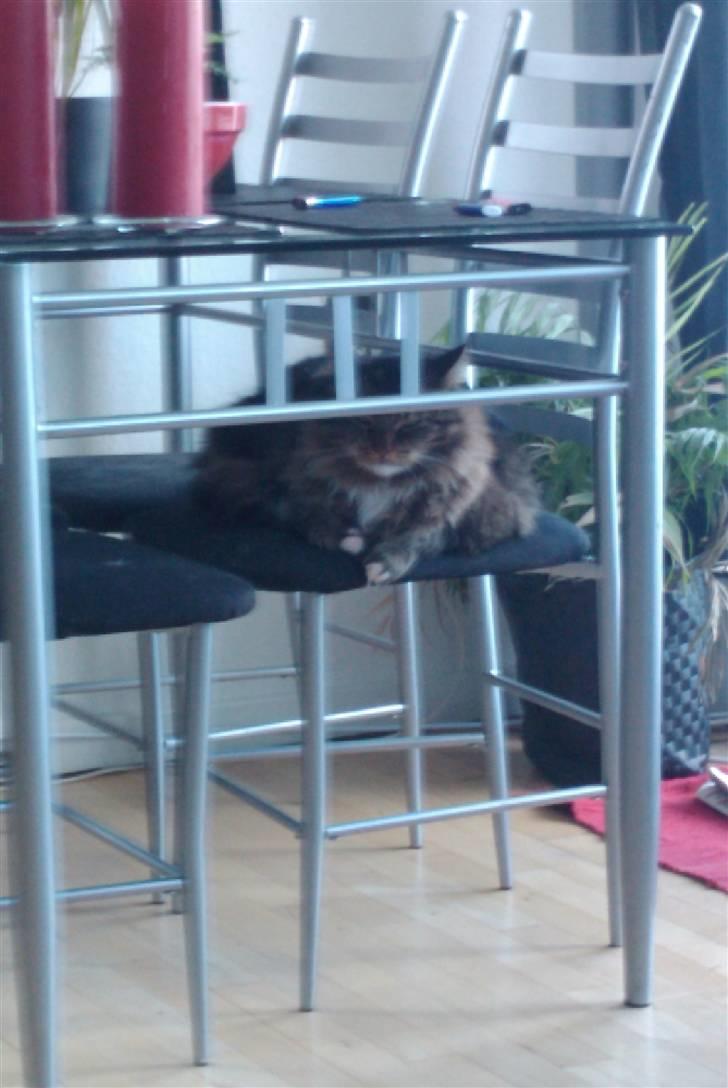 Blanding af racer sorteper billede 10