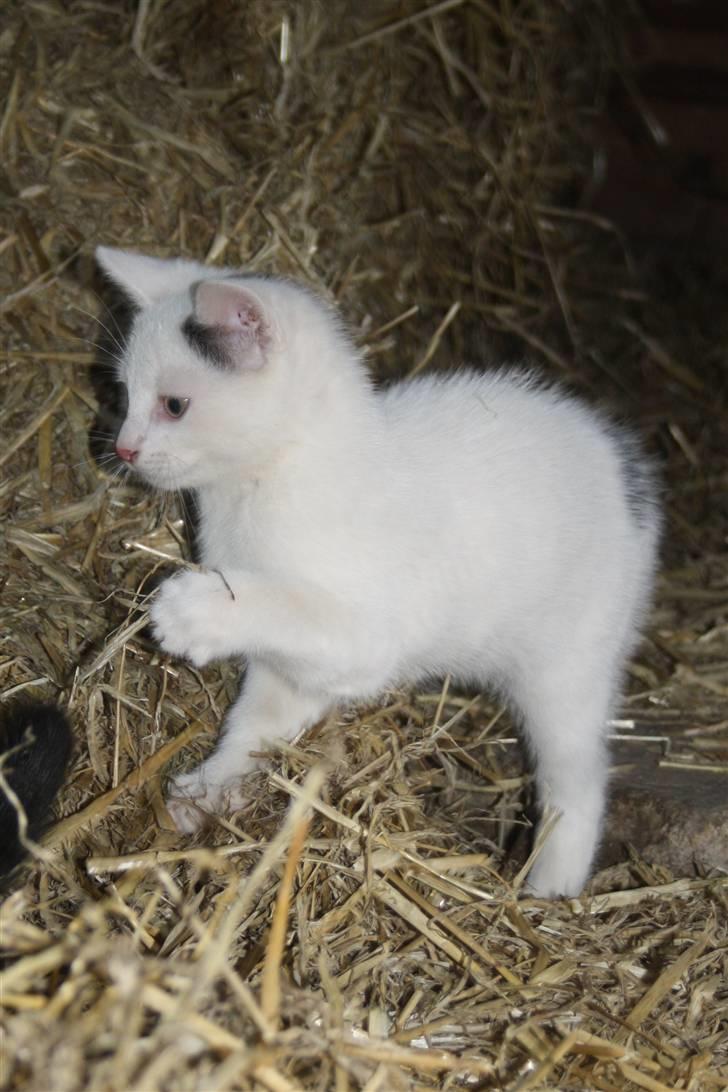 Blanding af racer | Bianco | Solgt! :(  billede 1