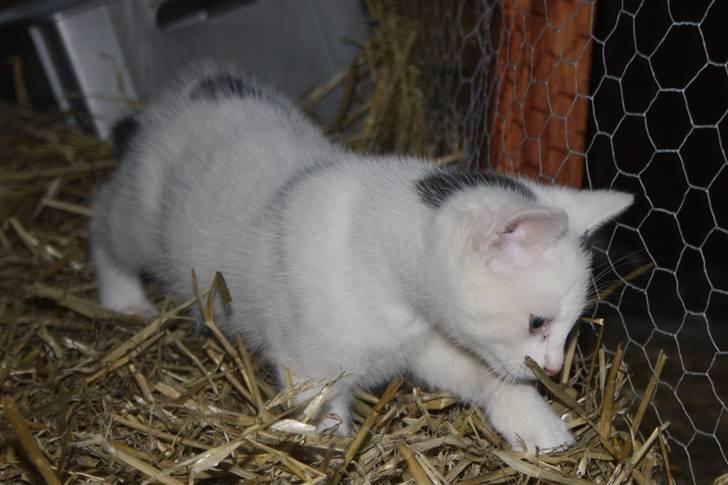 Blanding af racer | Bianco | Solgt! :(  billede 2