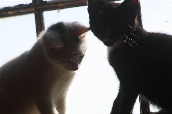 Blanding af racer | Bianco | Solgt! :(  billede 3