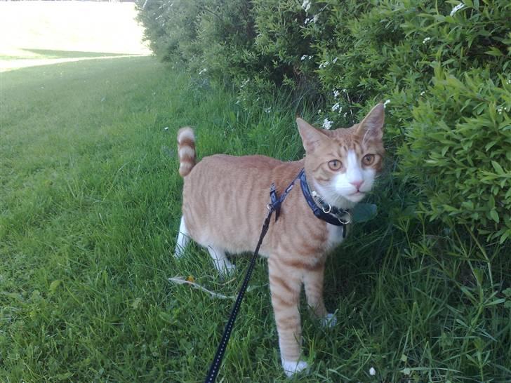 Huskat Oliver billede 13