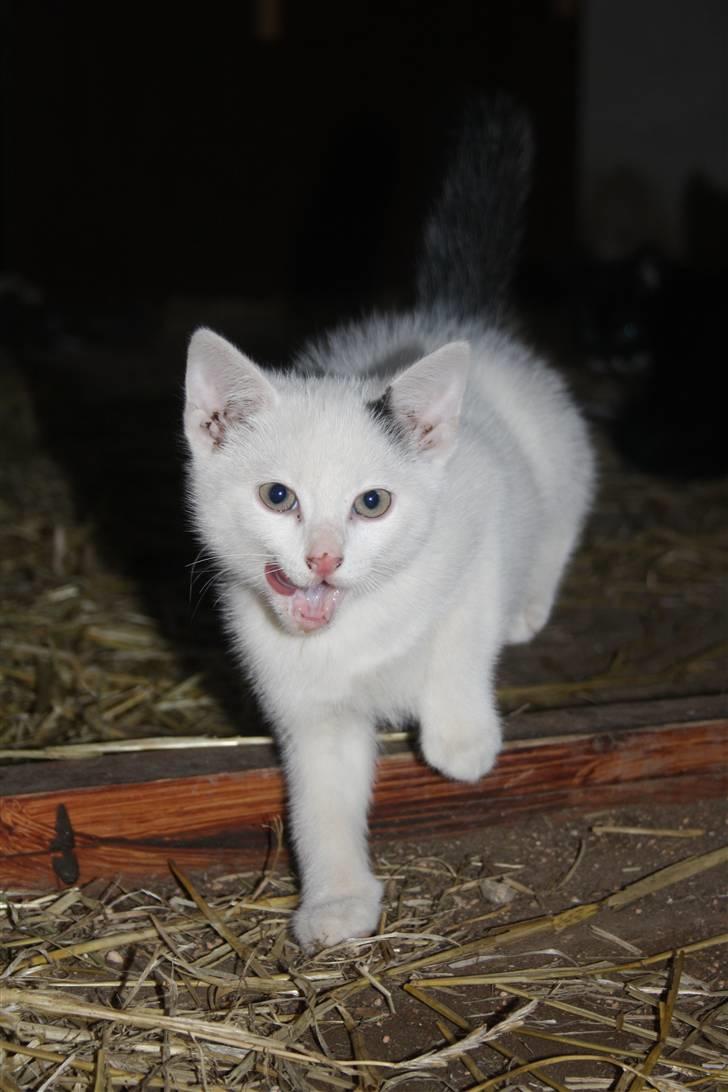 Blanding af racer | Bianco | Solgt! :(  billede 4