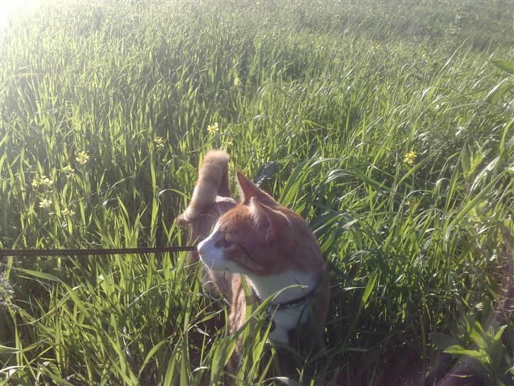 Huskat Oliver billede 14