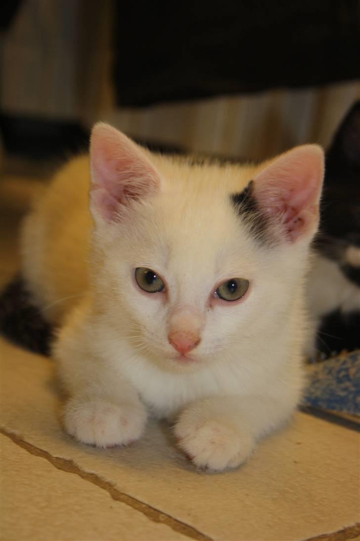 Blanding af racer | Bianco | Solgt! :(  billede 5