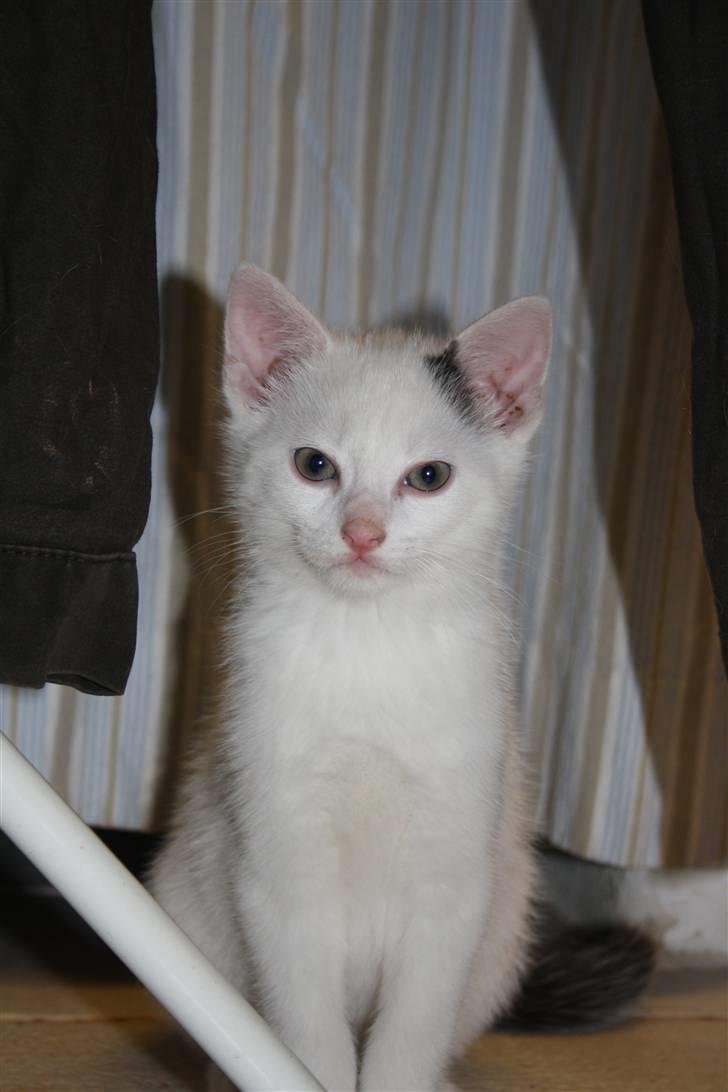 Blanding af racer | Bianco | Solgt! :(  billede 6