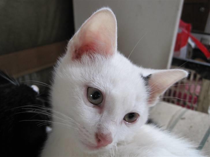 Blanding af racer | Bianco | Solgt! :(  billede 7