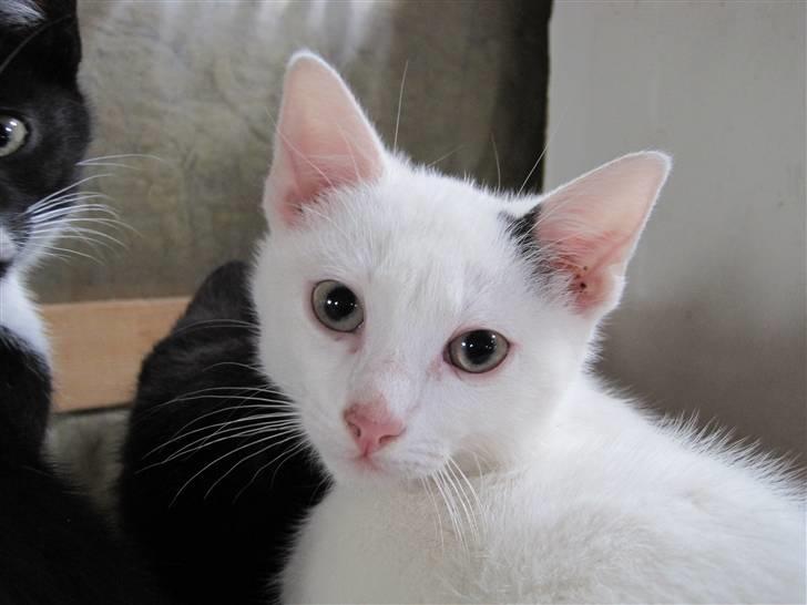 Blanding af racer | Bianco | Solgt! :(  billede 8