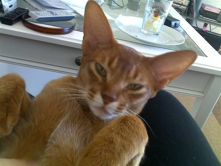 Abyssinier Viper - Han er jo bare en lille baby billede 7