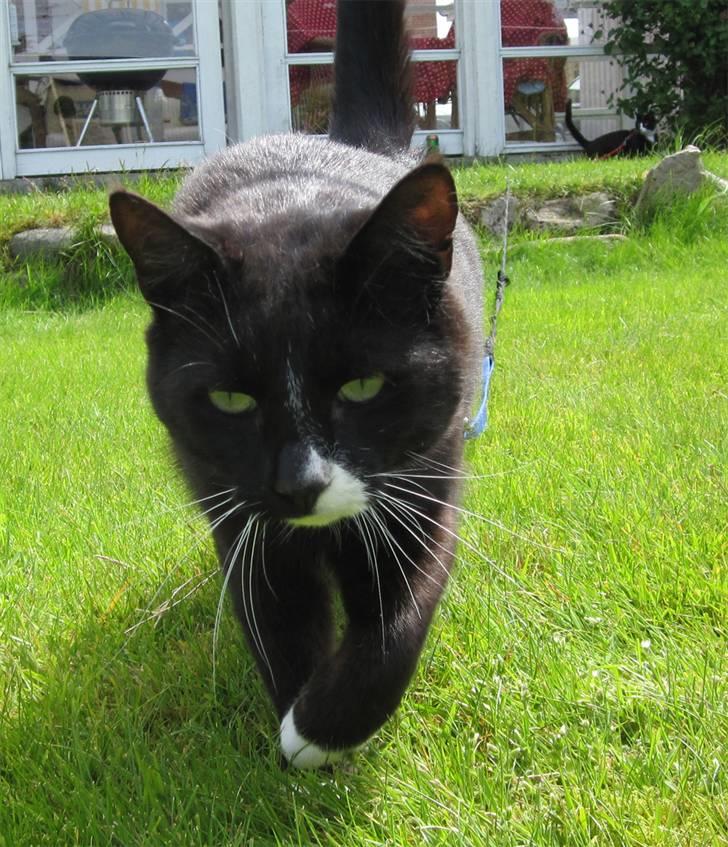 Huskat Middi R.I.P 3. juni 2017 billede 11