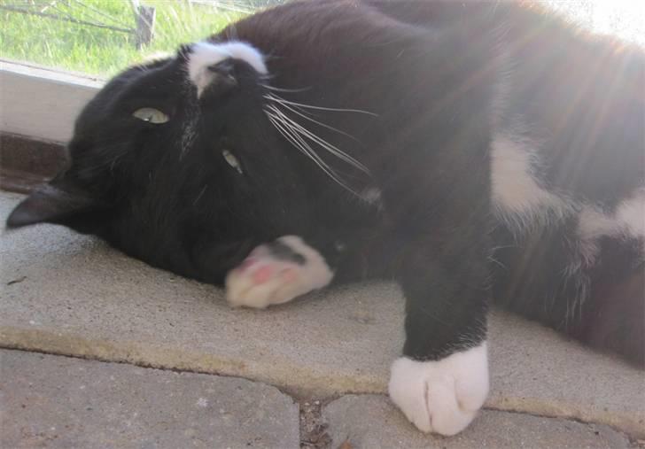 Huskat Middi R.I.P 3. juni 2017 billede 12