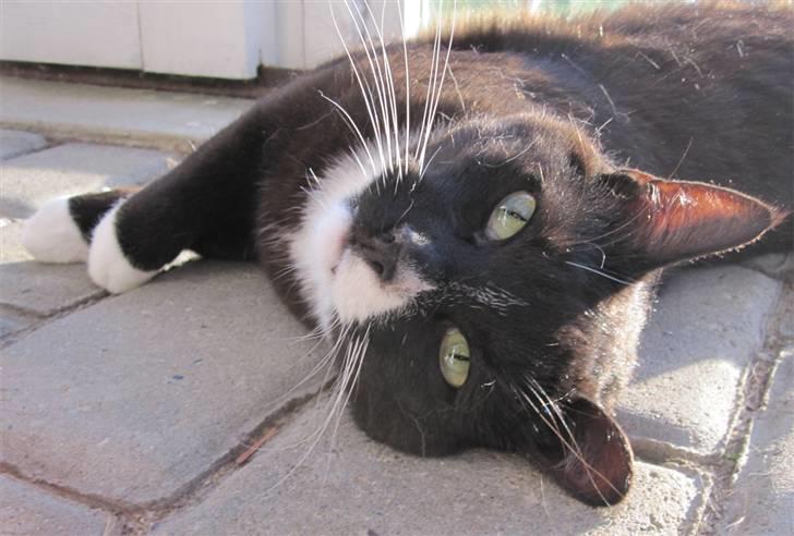 Huskat Middi R.I.P 3. juni 2017 billede 13