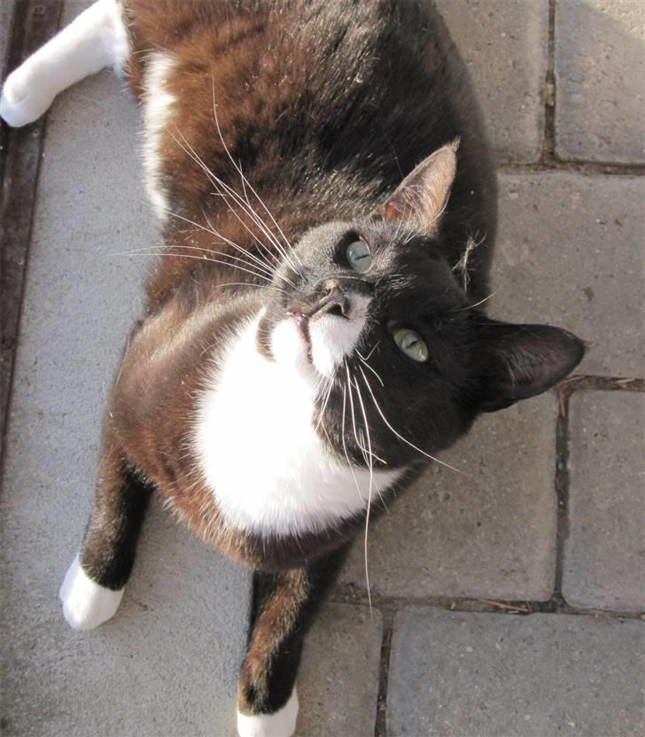 Huskat Middi R.I.P 3. juni 2017 billede 14