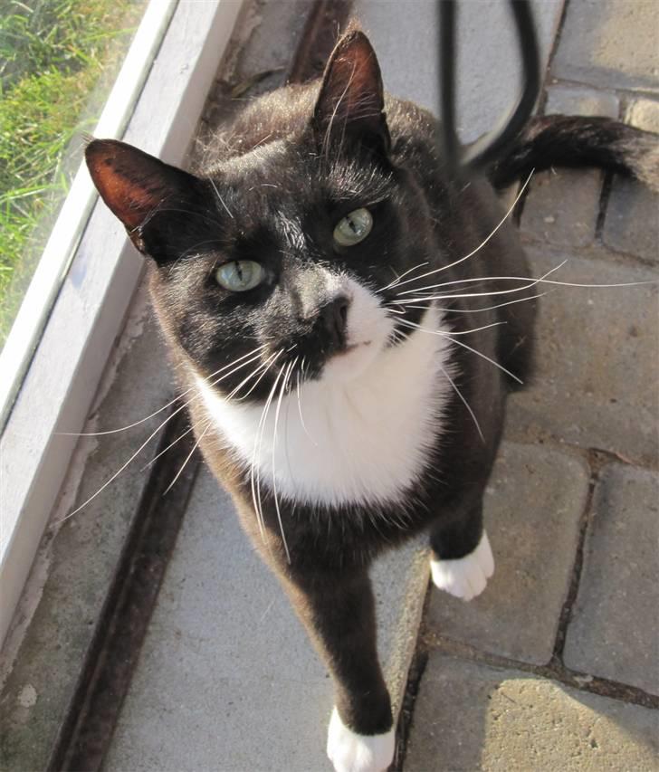 Huskat Middi R.I.P 3. juni 2017 billede 15