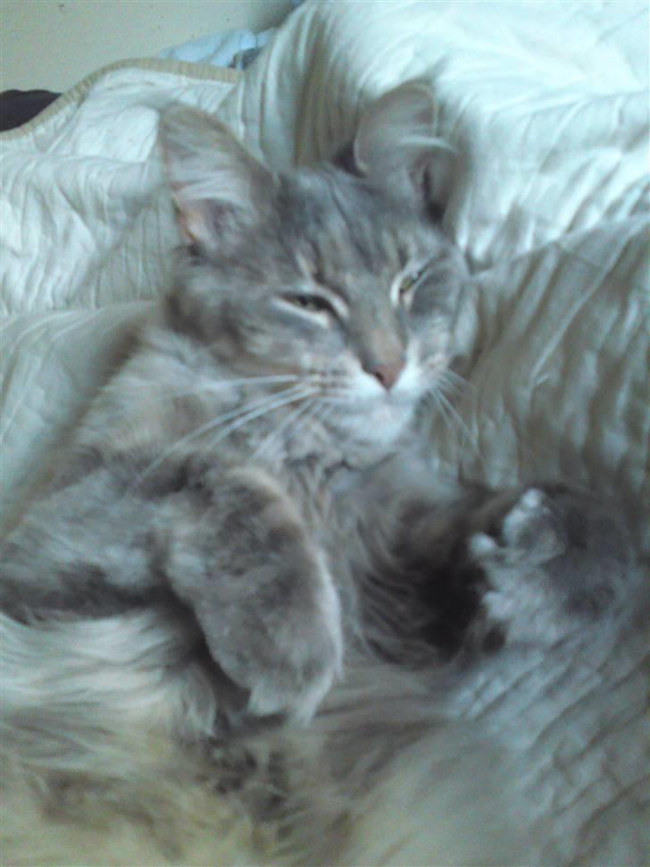 Maine Coon Fie billede 9