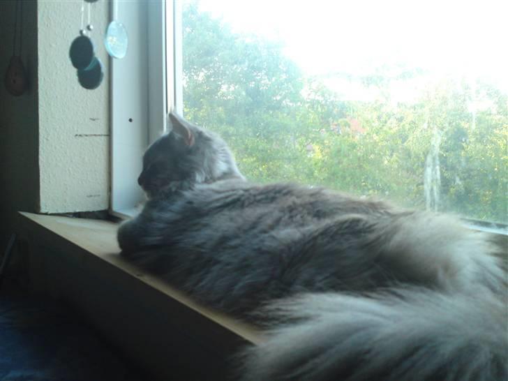 Maine Coon Fie - en skøn afslappet Fie sankt hans 2010 billede 10