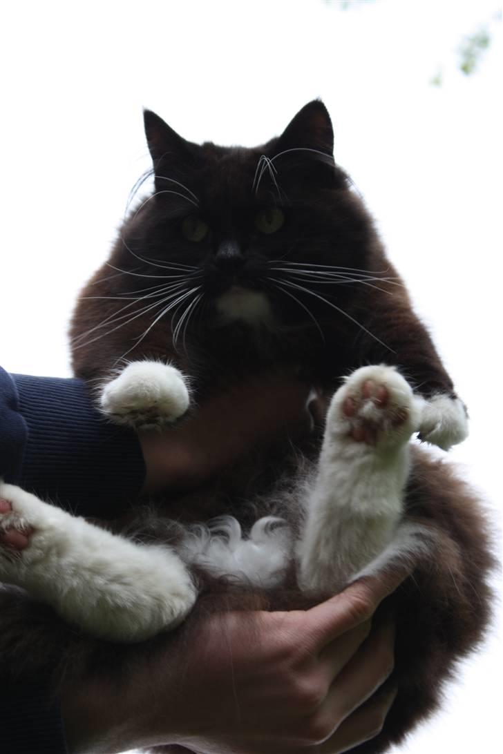 Blanding af racer Rosa - I belive i can fly? ;P billede 11