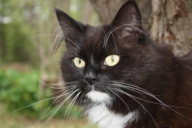 Blanding af racer Rosa billede 12