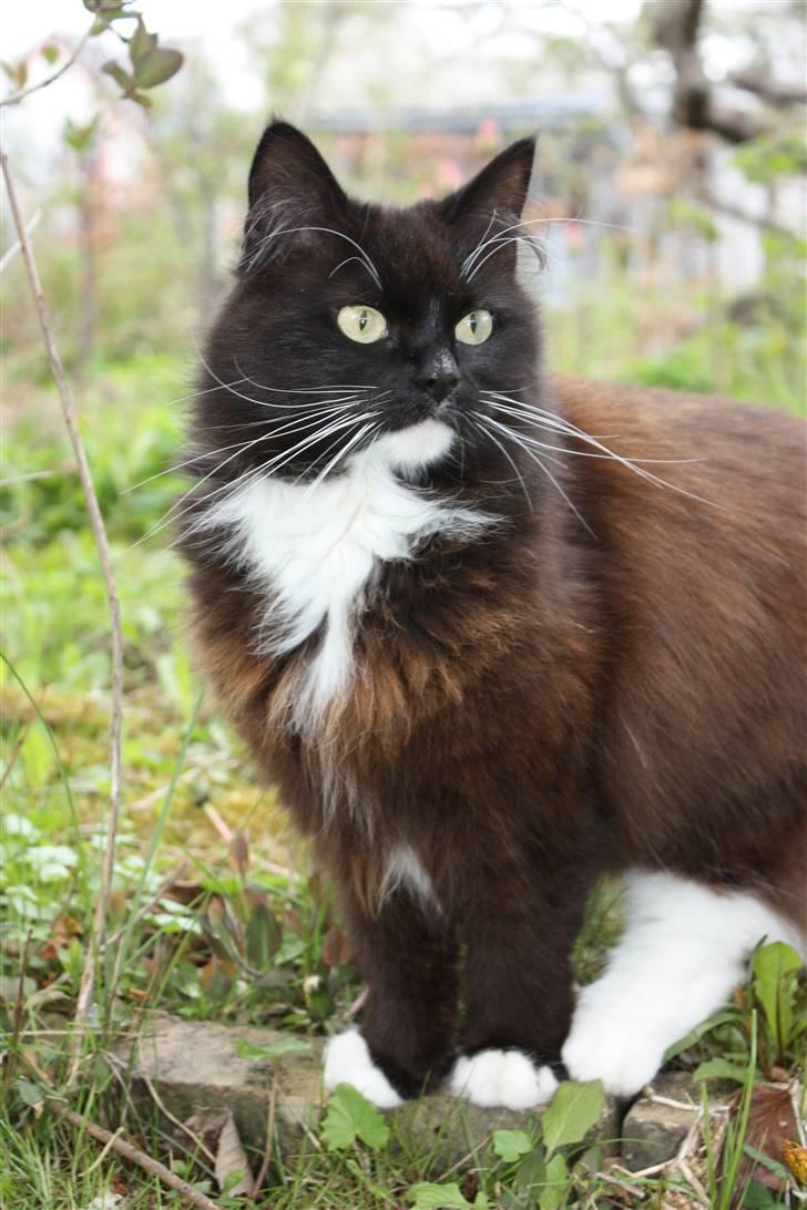 Blanding af racer Rosa - Smukke pige :* billede 13