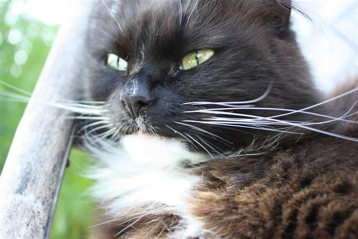 Blanding af racer Rosa - Slappe af tid :D billede 14