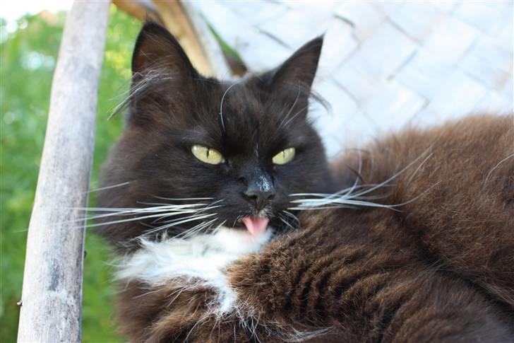 Blanding af racer Rosa - Se hva jeg kan lave med tungen! ;D billede 15