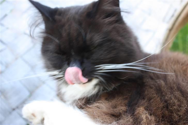 Blanding af racer Rosa - *Slikke, slikke, slikke* billede 16