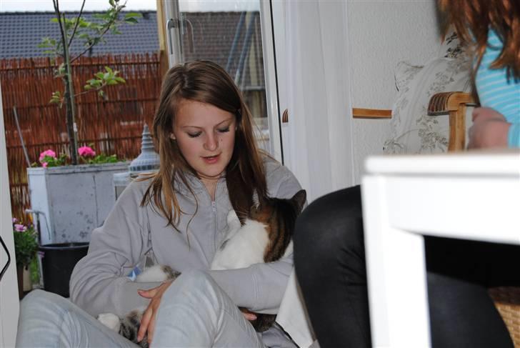 Blanding af racer | S01 Vildmanden - Min baby kat(´:<3 billede 7