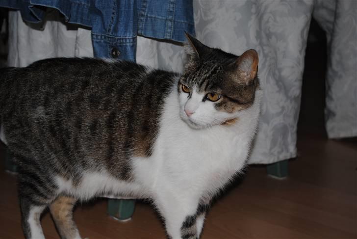 Blanding af racer | S01 Vildmanden - Smukkere end smuk! :´D billede 8