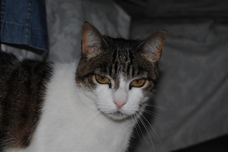 Blanding af racer | S01 Vildmanden - .. Din dejlige miiiis :´D<3 billede 9