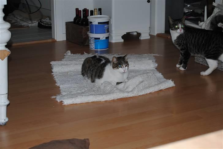 Blanding af racer | S01 Vildmanden - Ligge og slapper af(: billede 10