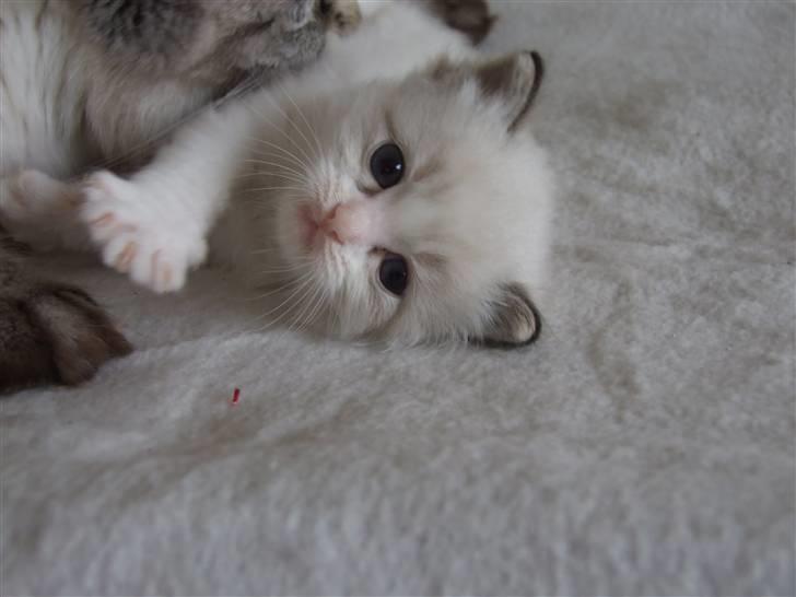 Ragdoll DK Vandoll F. Flashdance billede 8