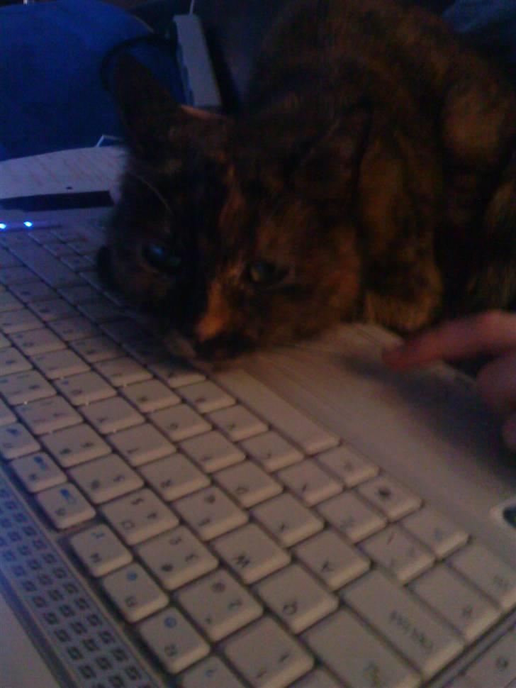 Huskat Darling billede 9