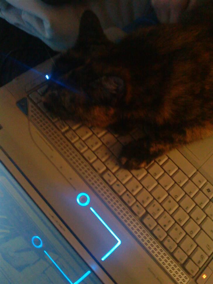 Huskat Darling billede 11