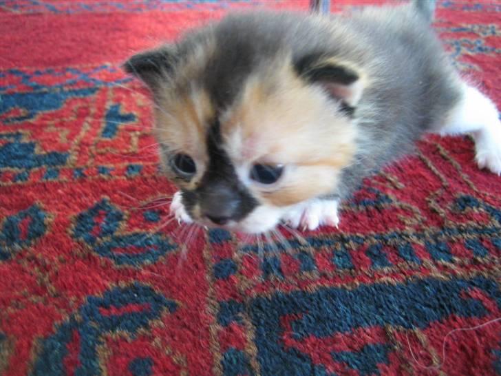 Huskat Bijou - SOLGT billede 5