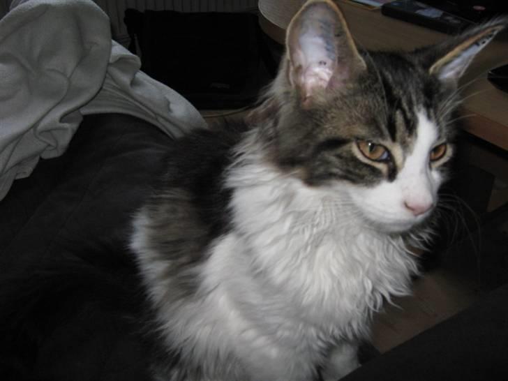 Maine Coon DK Vingsteds Firefly  billede 10