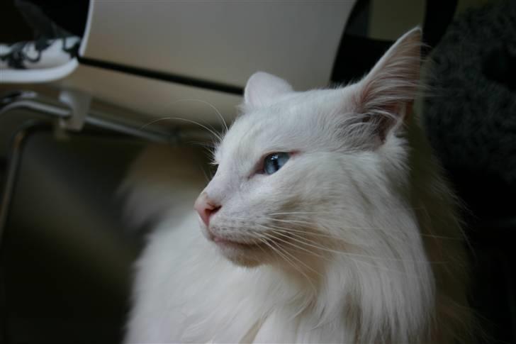 Norsk Skovkat Felix RIP billede 2