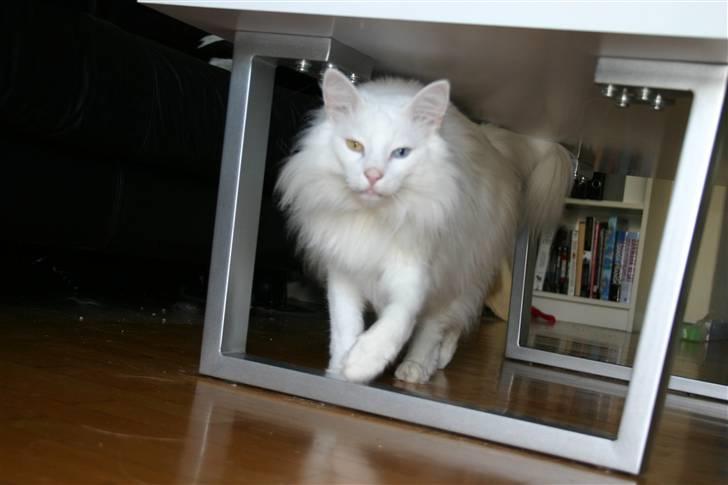 Norsk Skovkat Felix RIP billede 3