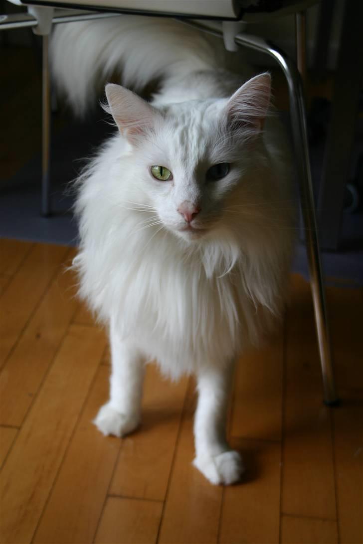 Norsk Skovkat Felix RIP billede 1