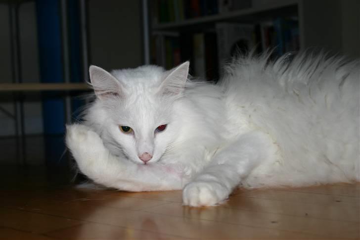 Norsk Skovkat Felix RIP billede 4