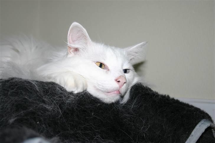 Norsk Skovkat Felix RIP billede 5