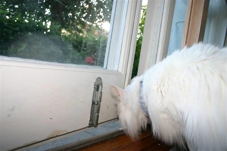 Norsk Skovkat Felix RIP billede 6