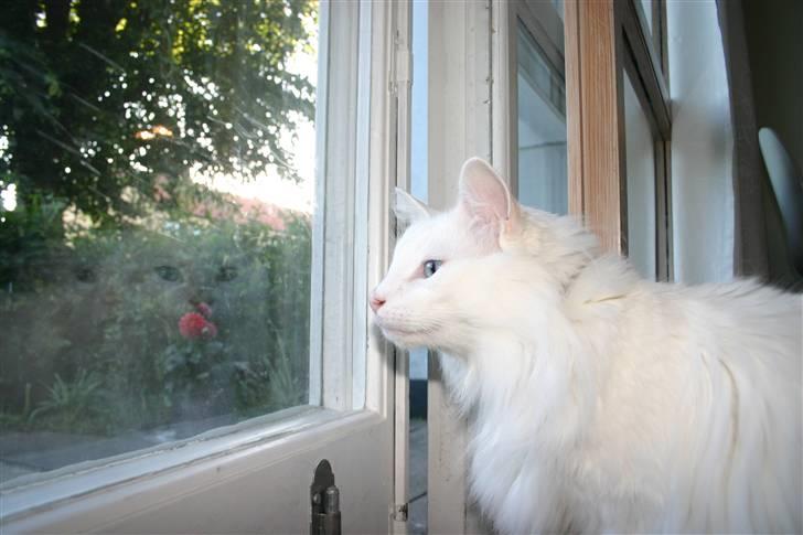 Norsk Skovkat Felix RIP billede 7