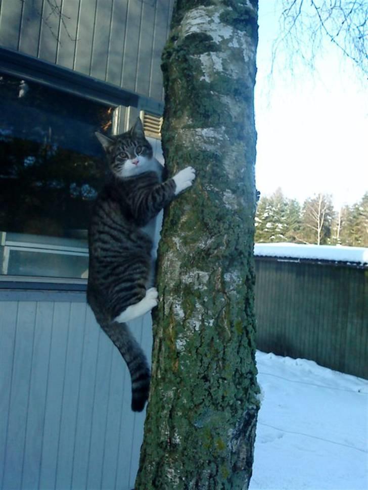 Blanding af racer Hector billede 1