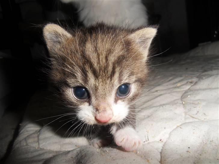 Blanding af racer Hector - Cute!! billede 3