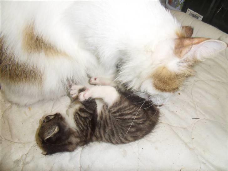 Blanding af racer Hector - Hector med sin mor billede 4