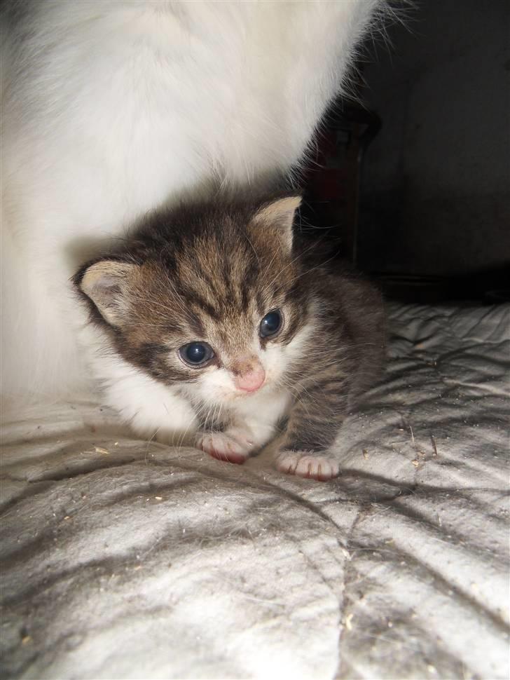 Blanding af racer Hector - Lille baby billede 5