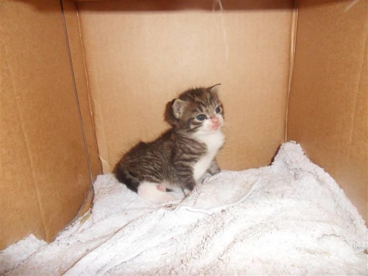 Blanding af racer Hector - Lillebitte skid billede 7