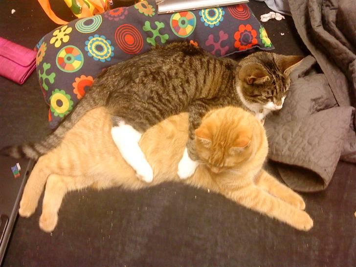 Blanding af racer Hector - Ejerformmelser eller bare kærlighed? billede 8